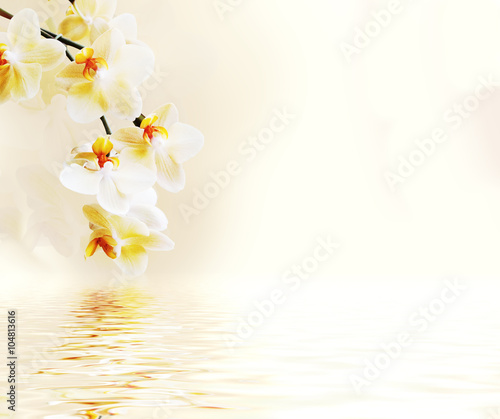 Fototapeta Naklejka Na Ścianę i Meble -  Beautiful white orchid