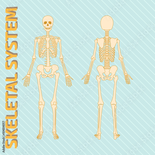 Skeletal System