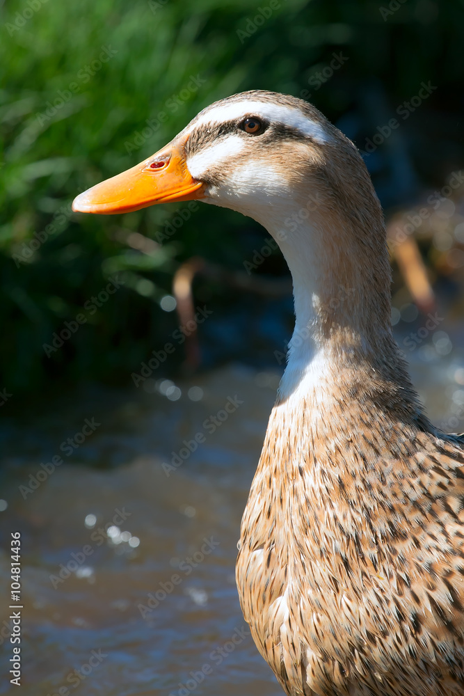 a portrait of ducks