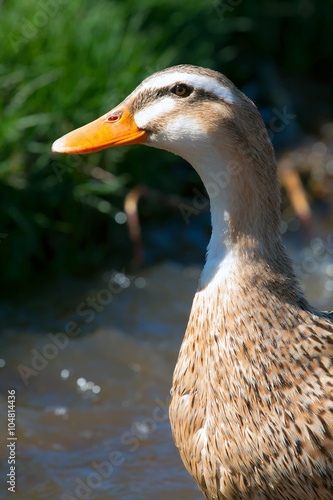 Obraz na płótnie a portrait of ducks w salonie