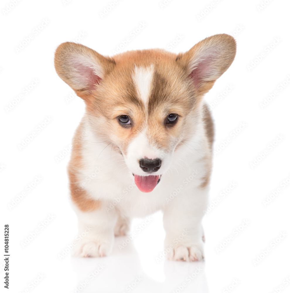 Pembroke Welsh Corgi puppy standing in front. isolated on white