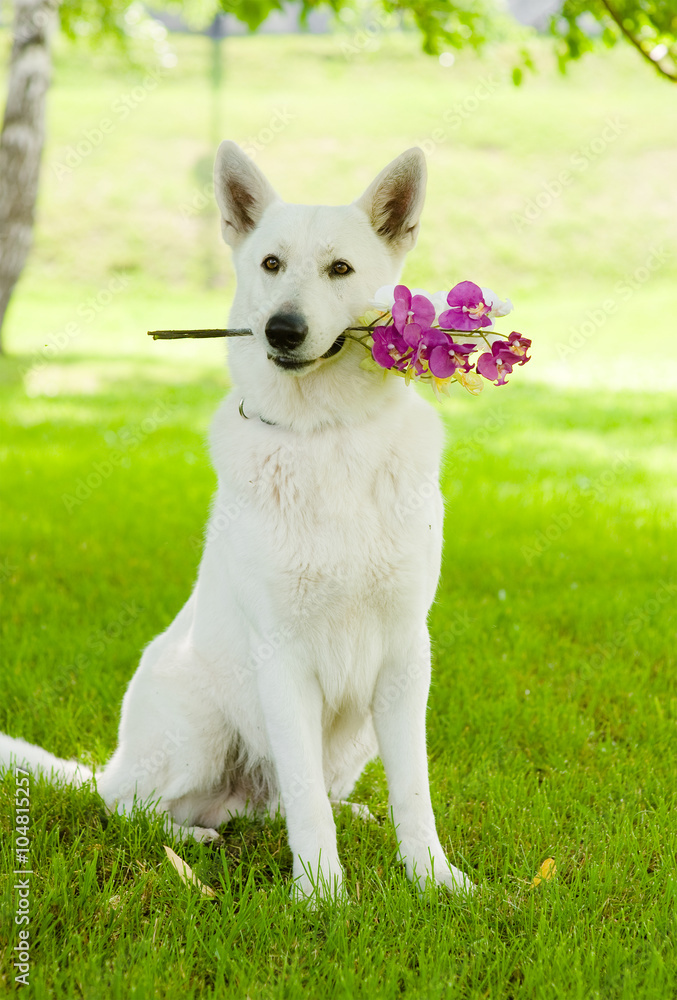 Purebred White Swiss Shepherd with a flower in its mouth Purebred White Swiss Shepherd with a flower in its mouth