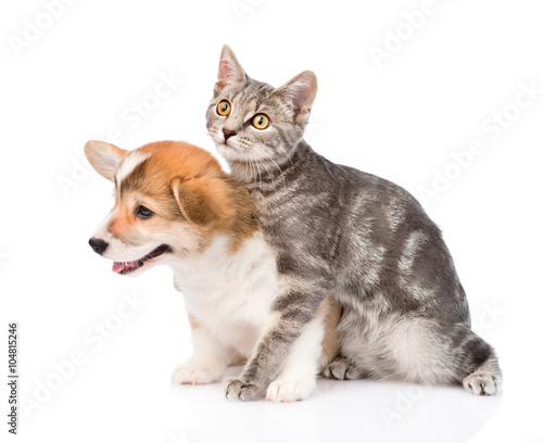 Cat embracing Pembroke Welsh Corgi puppy. Isolated on white back
