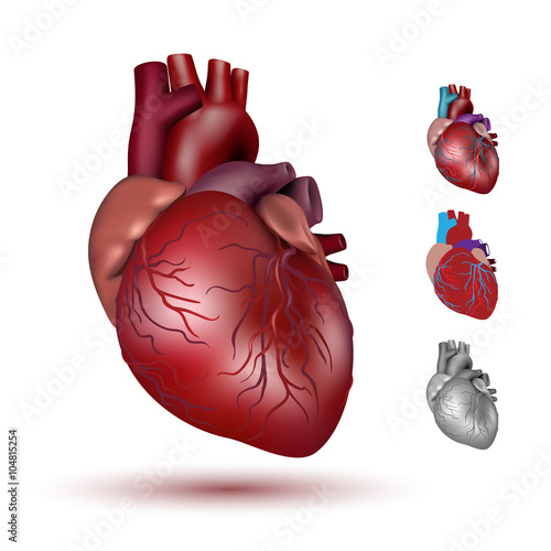 Human heart illustration