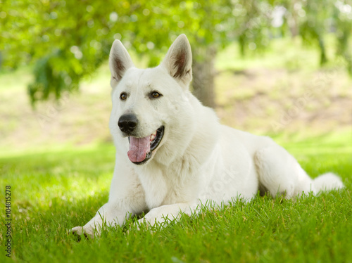 Schilderij op canvas Purebred White Swiss Shepherd lying on the grass