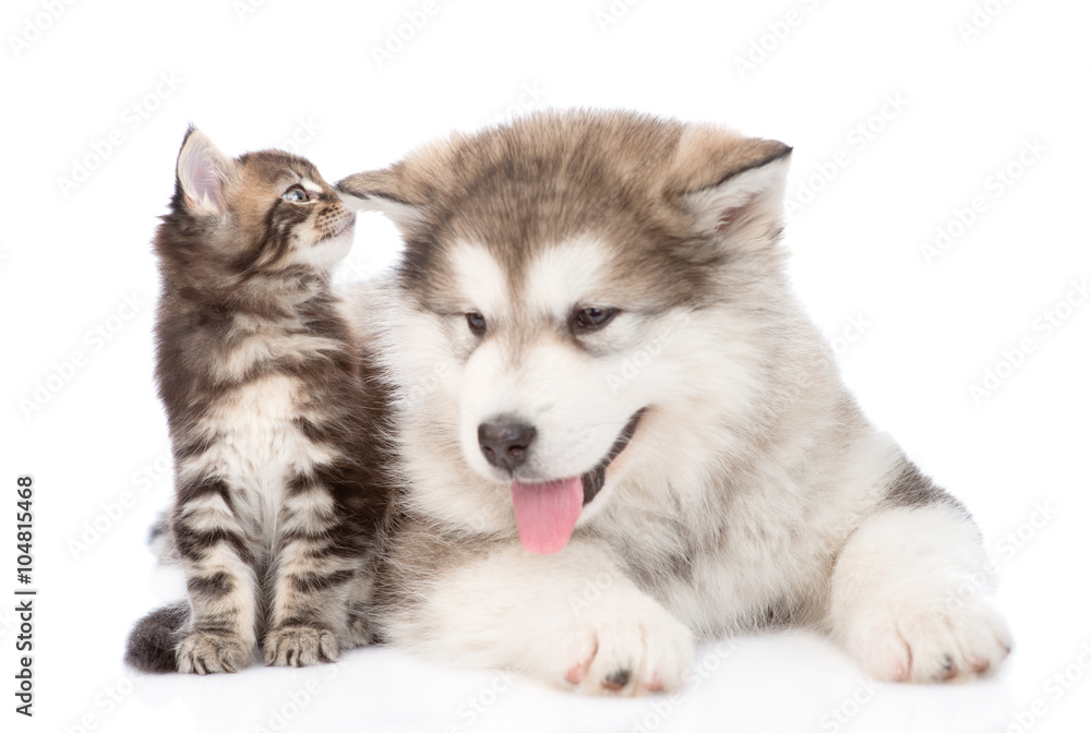 cat whispering in the ear of a dog secrets. isolated on white ba