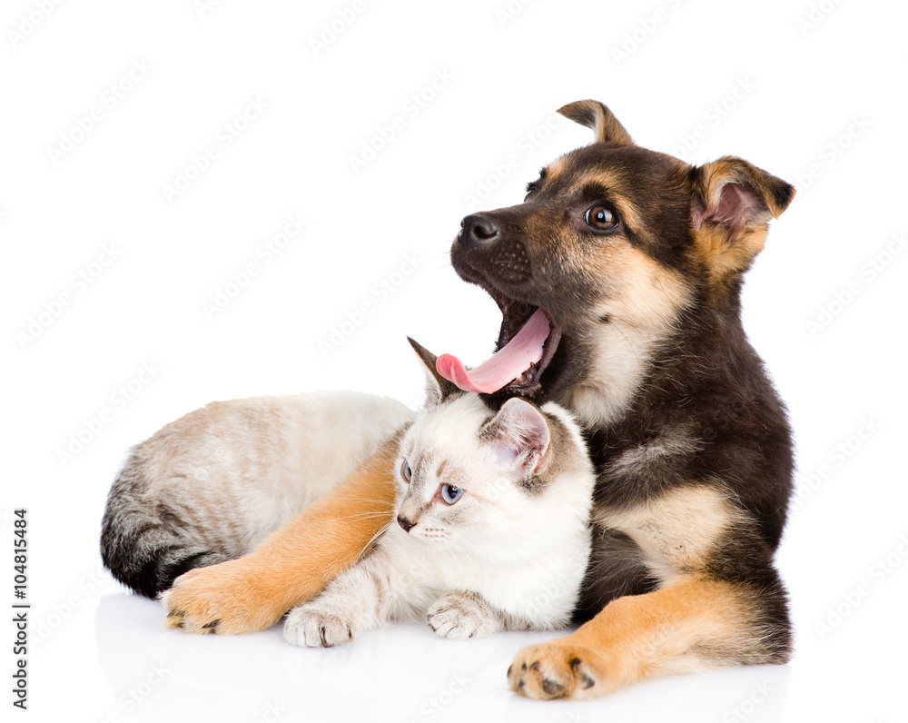 yawning mixed breed dog lying with small cat. isolated on white yawning mixed breed dog lying with small cat. isolated on white