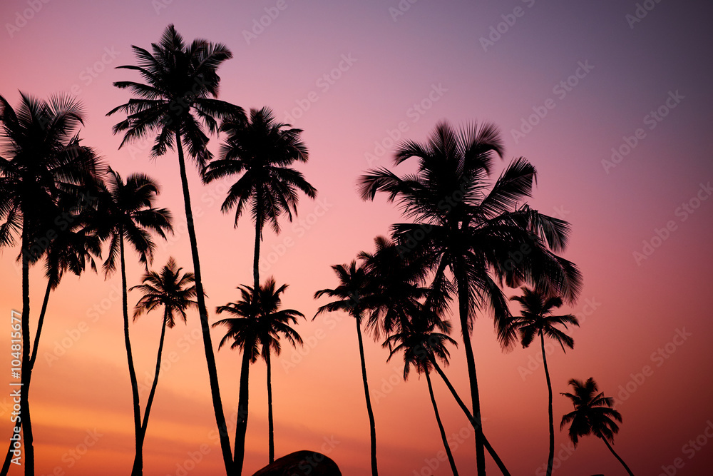 Tropic vew of beautiful coral sunset