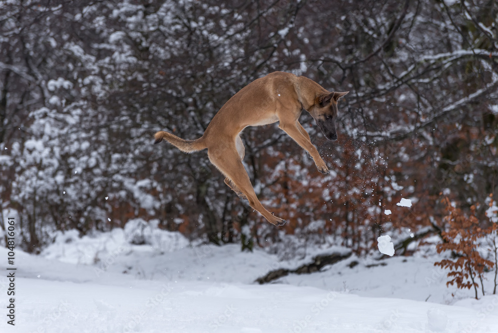 Belgian Malinois dog playing in the snow Belgian Malinois dog playing in the snow