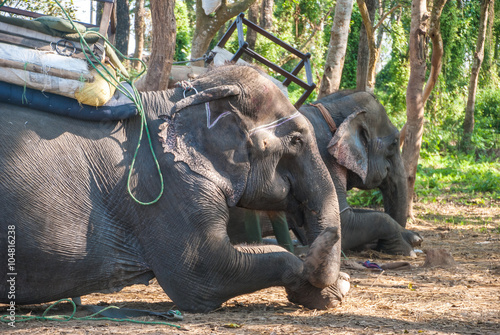 Domesticated elephant resting  Chitwan National Park  Nepal
