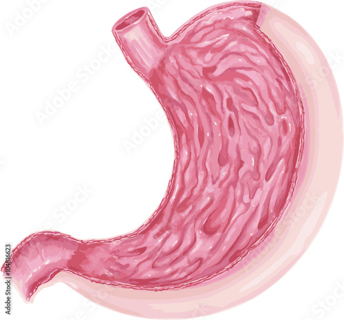 illustration of diagram of human stomach anatomy

