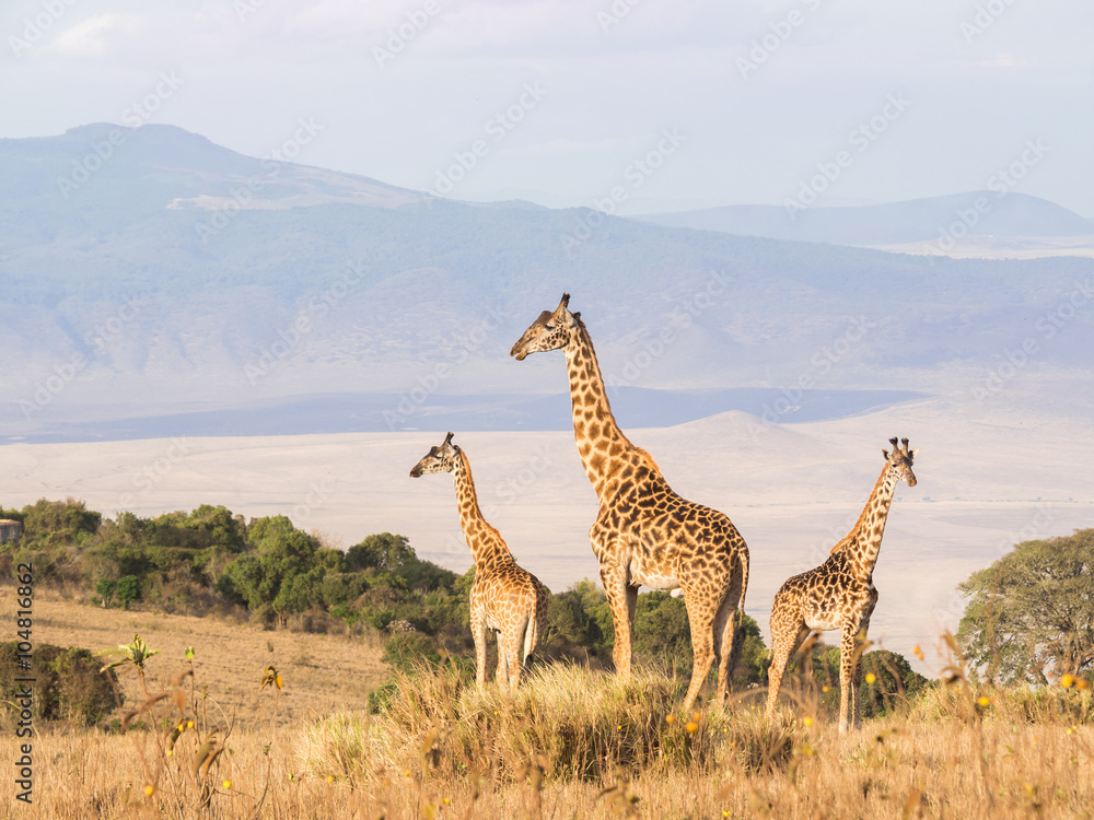 Fototapeta premium Herd of giraffes on the rim of the Ngorongoro Crater in Tanzania, Africa, at sunset.