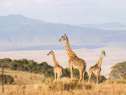 Herd of giraffes on the rim of the Ngorongoro Crater in Tanzania, Africa, at sunset.