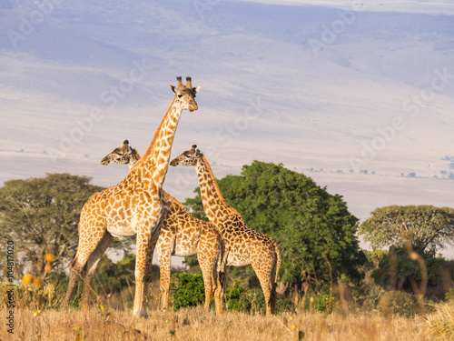 Herd of giraffes on the rim of the Ngorongoro Crater in Tanzania  Africa  at sunset.