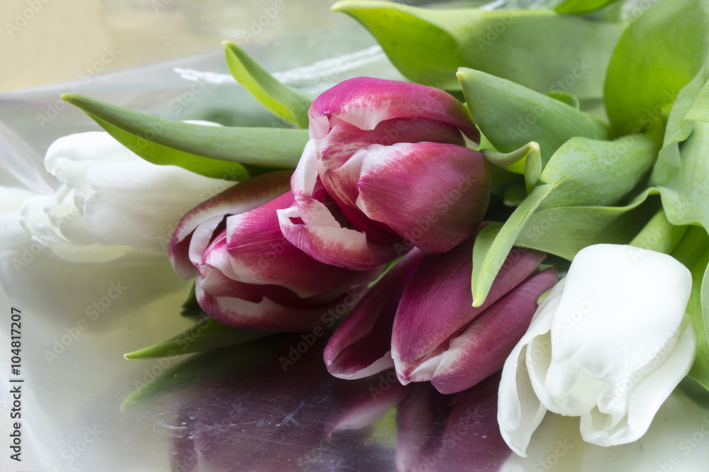 Bouquet from red and white tulip Bouquet from red and white tulip