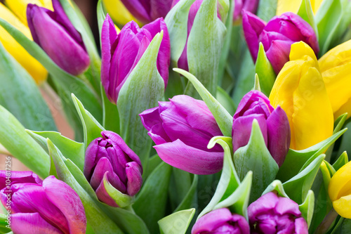 Purple and yellow tulip bouquet. More tulip on the grey backgrou