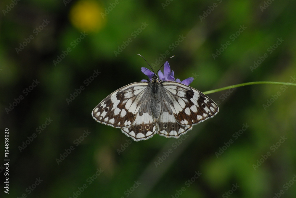 Naklejka premium Satyridae / Anadolu Melikesi / Balkan Marbled White / Melanargia larissa