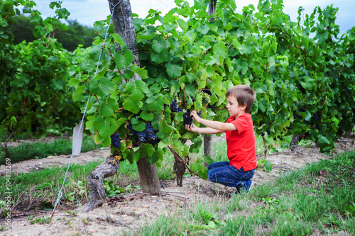 Wallpaper Mural Cute laughing boy, running in a beautiful summer vine yard Torontodigital.ca