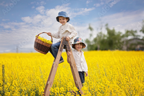 Happy little boys, sitting on a wooden ladder in yellow rape fie