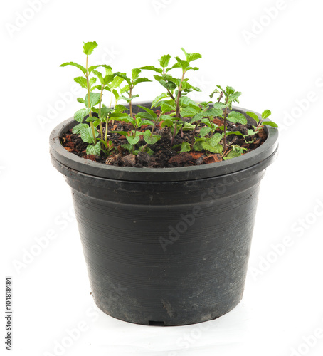 Fresh mint herb on a pot over white.