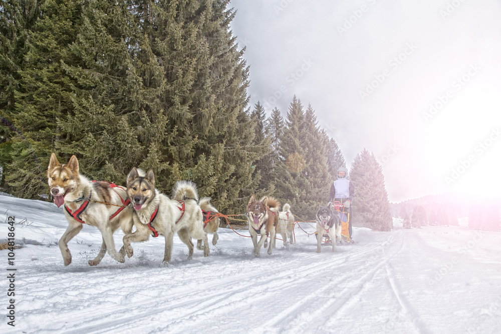 Sled dog race on snow in winter Sled dog race on snow in winter