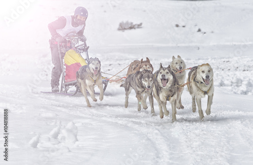 Sled dog race on snow in winter