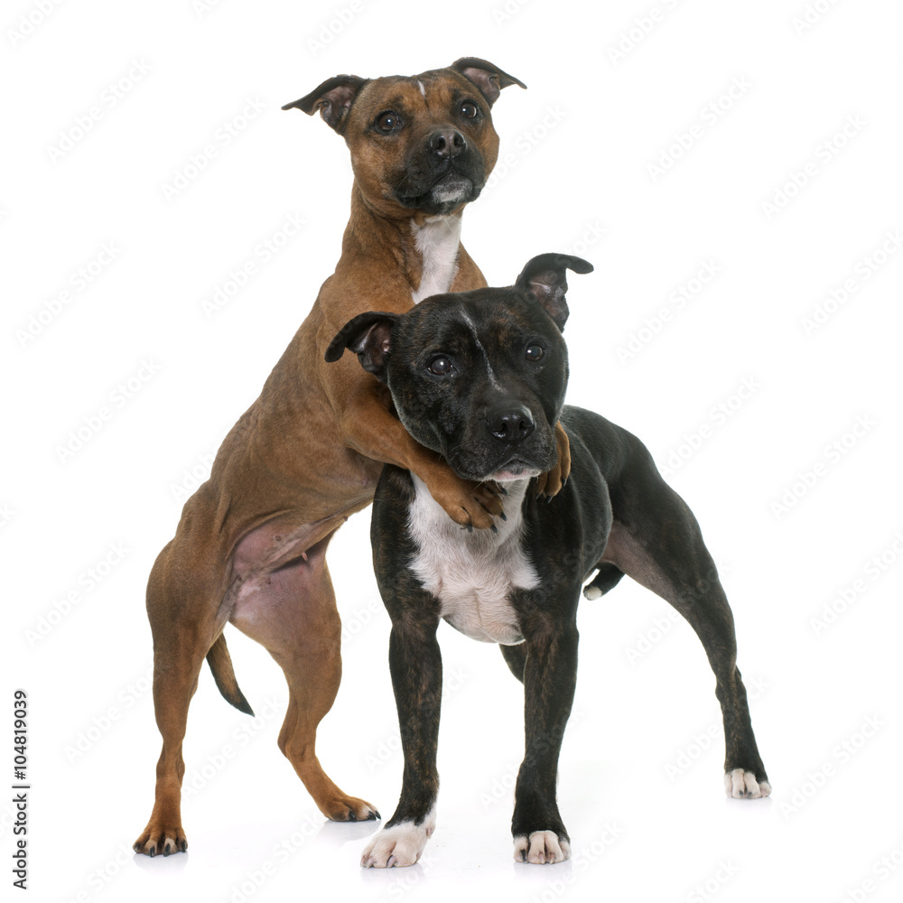 two staffordshire bull terrier