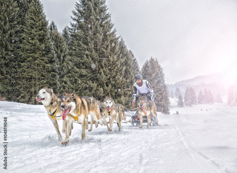 Sled dog race on snow in winter Sled dog race on snow in winter