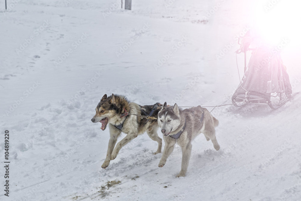 Naklejka premium Sled dog race on snow in winter