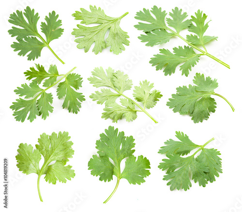 Coriander sprig isolated on white