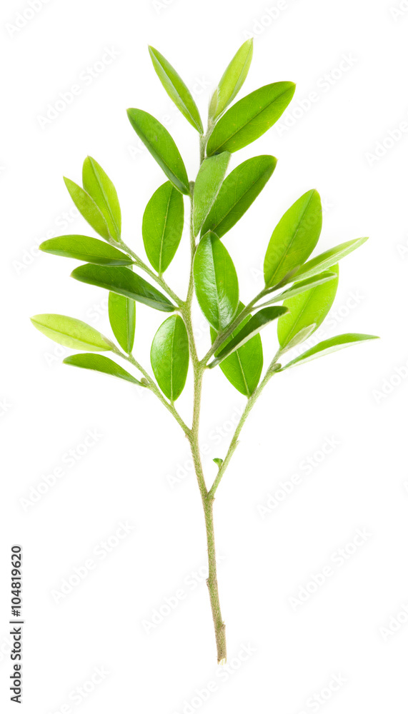 Obraz premium Green leaf isolated over white background