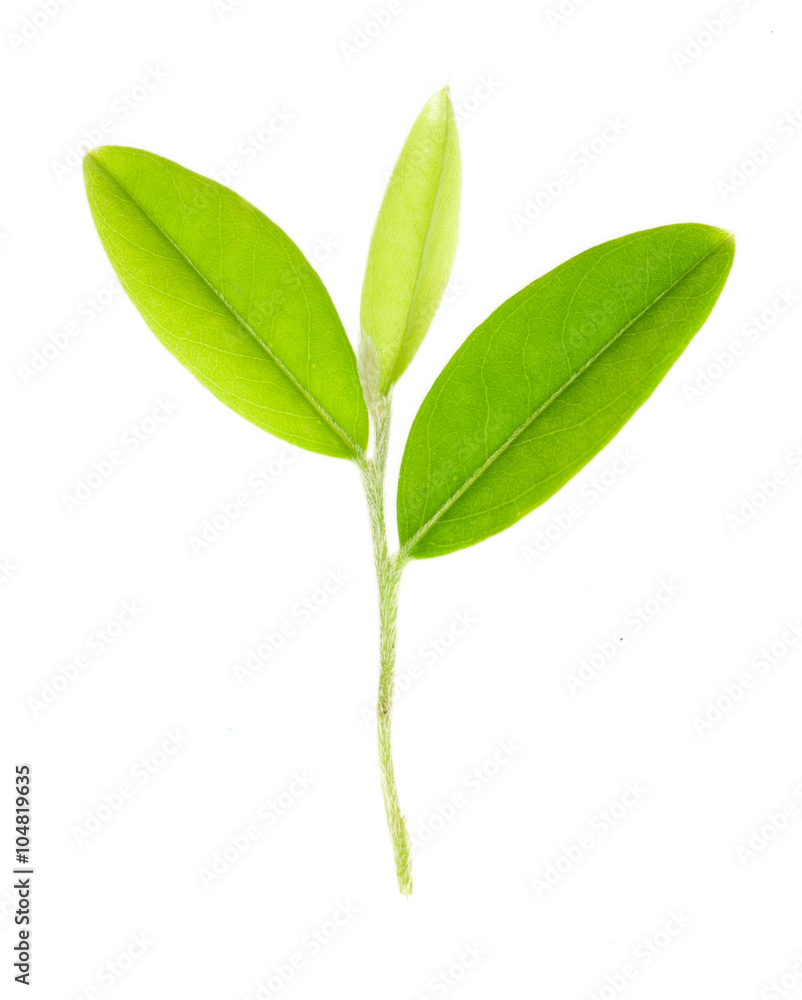 Green leaf isolated over white background