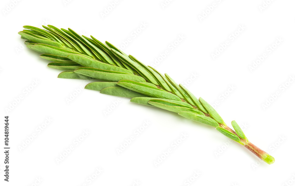 Fototapeta premium Tamarind leaf isolated on white background