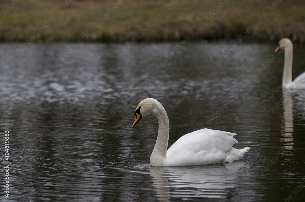 White swan swimming in pond