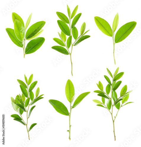 Green leaf isolated over white background