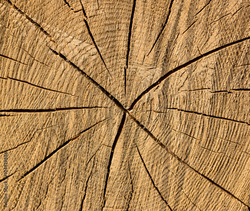 Fototapeta premium Сross section of the tree