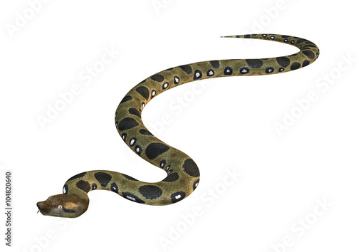 Green Anaconda on White © photosvac