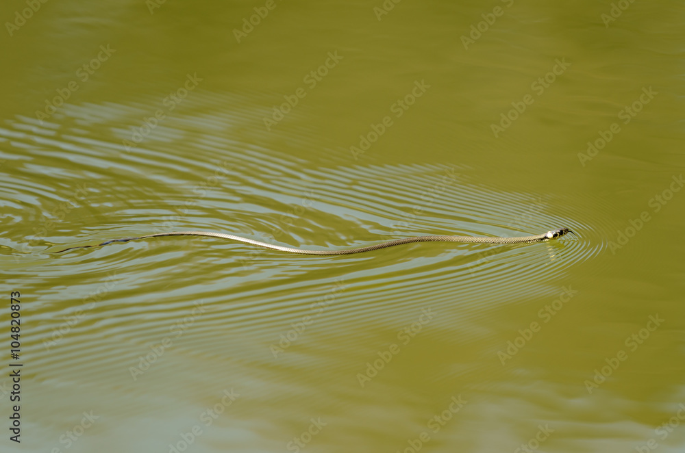 Schlange im Gartenteich Stock Photo Adobe Stock