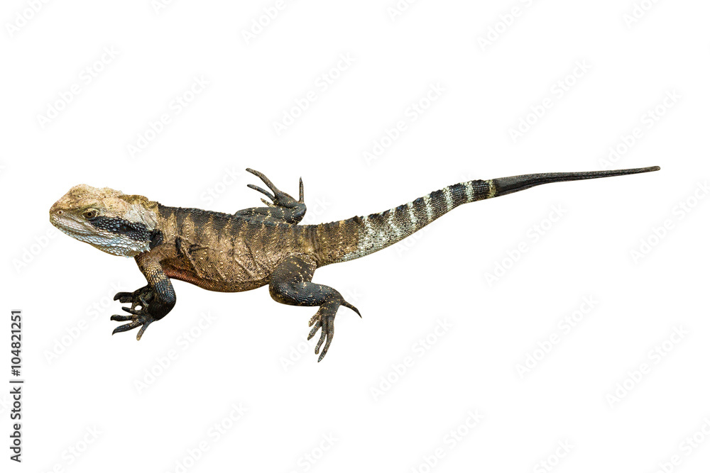 male brown eastern water dragon basking, from Australia, isolated on white background male brown eastern water dragon basking, from Australia, isolated on white background