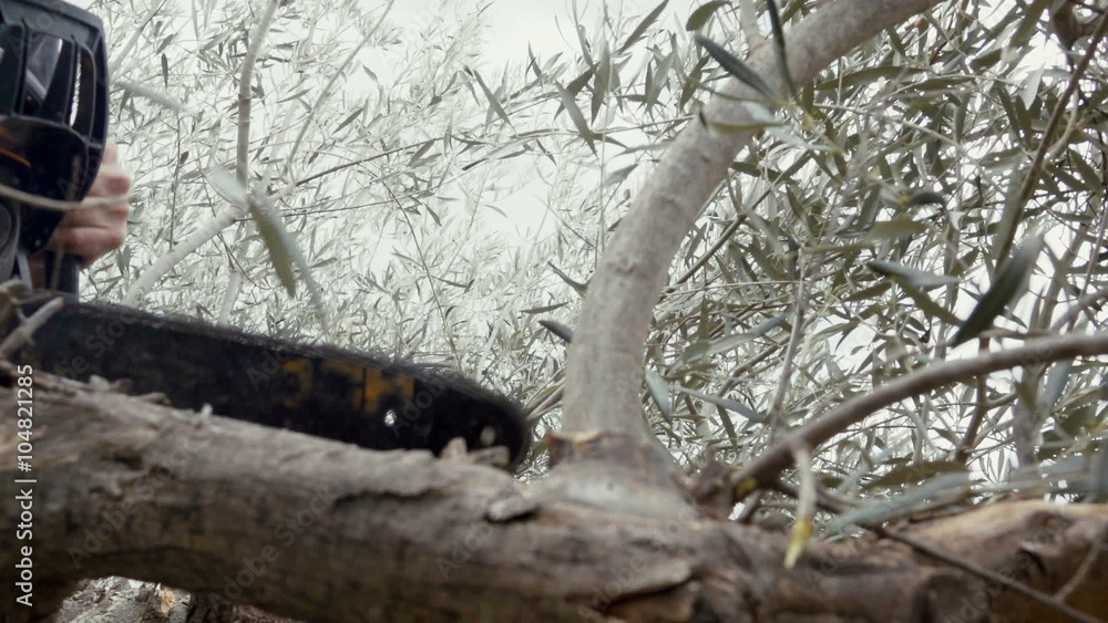 100p Farmer pruning/sawing olive tree using chainsaw.100 frames per second close up slow motion 100p Farmer pruning/sawing olive tree using chainsaw.100 frames per second close up slow motion