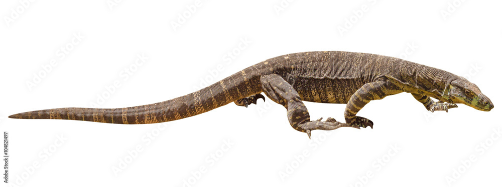 Fototapeta premium Brown and yellow Komodo dragon walking, from Australia, isolated on white background