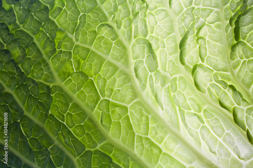 Cabbage texture