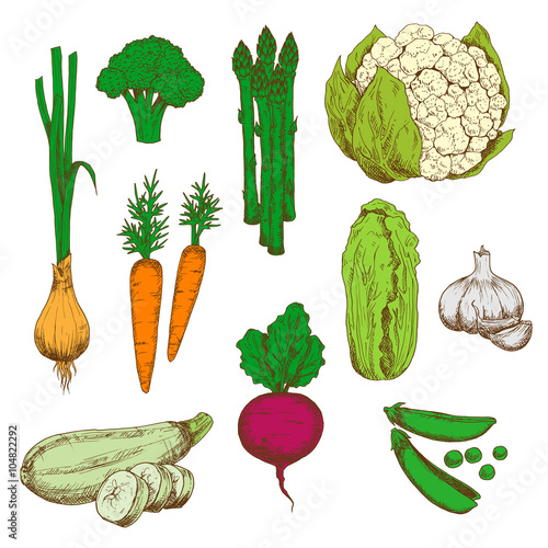 Farm vegetables retro color sketches