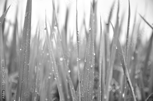 Defocused of paddy plant leaves with sparkling morning dew in bl