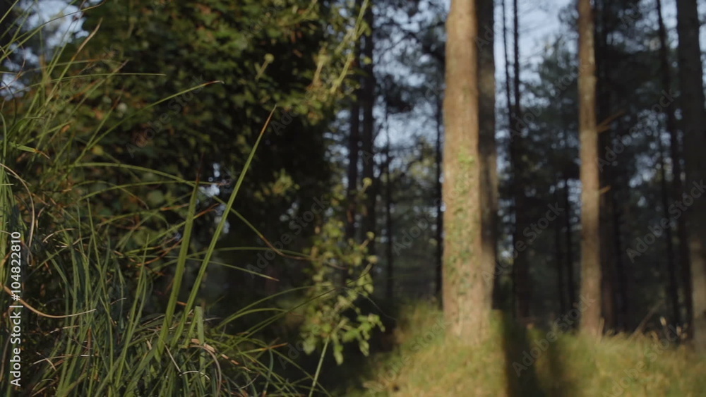 A Natural Pretty Pine Tree Forest Close To Sunset A Natural Pretty Pine Tree Forest Close To Sunset