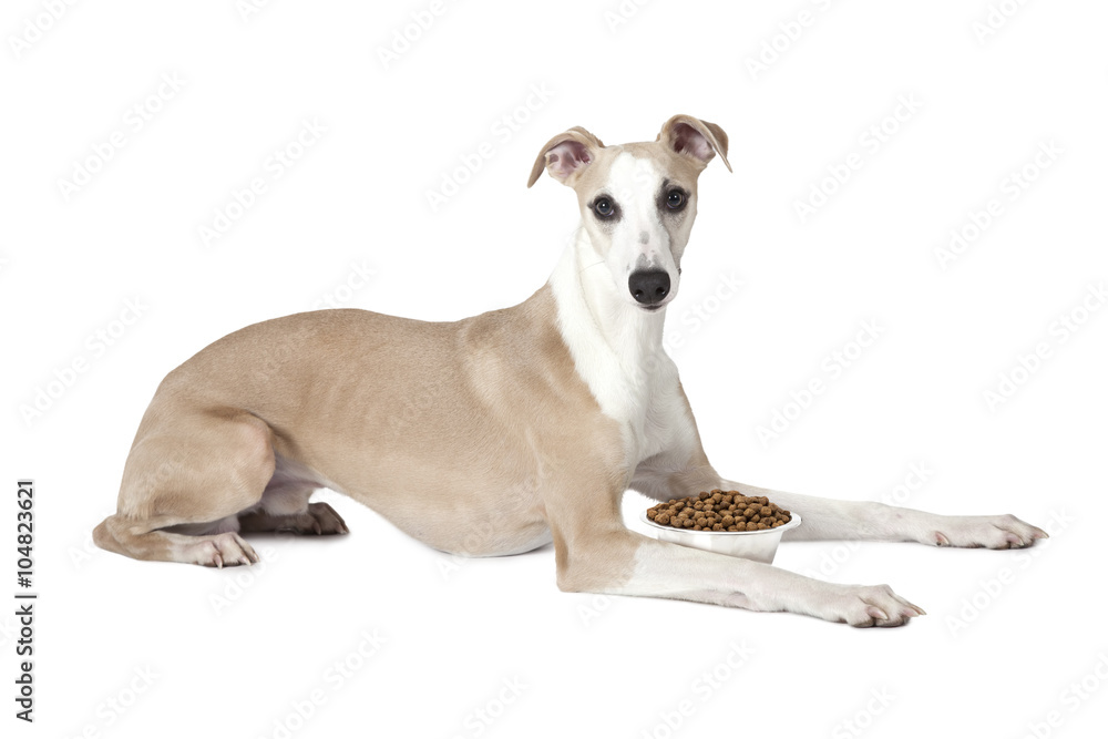 Whippet dog with a bowl of dog food