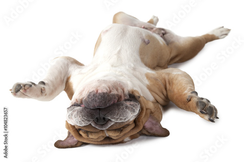 English Bulldog lying on his back isolated on white
