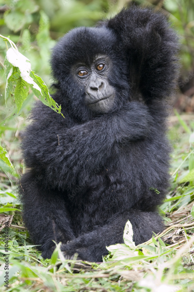 Juvenile gorilla scratches armpit in Rwanda. Juvenile gorilla scratches armpit in Rwanda.
