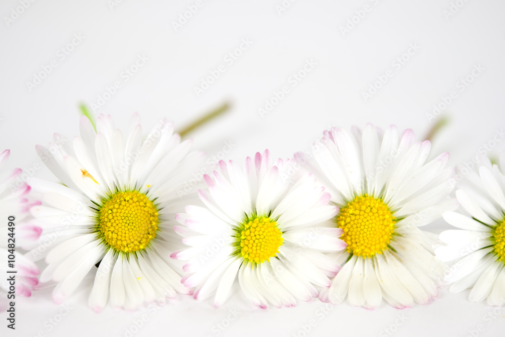 Fototapeta premium Gänseblümchen