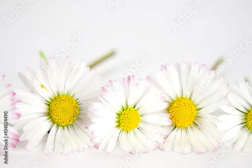 Fototapeta Naklejka Na Ścianę i Meble -  Gänseblümchen